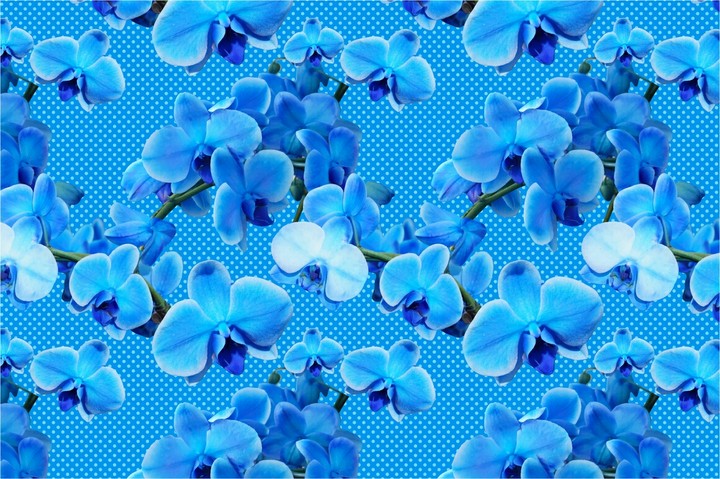 blue otchids
