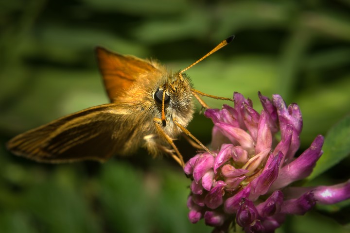 butterfly