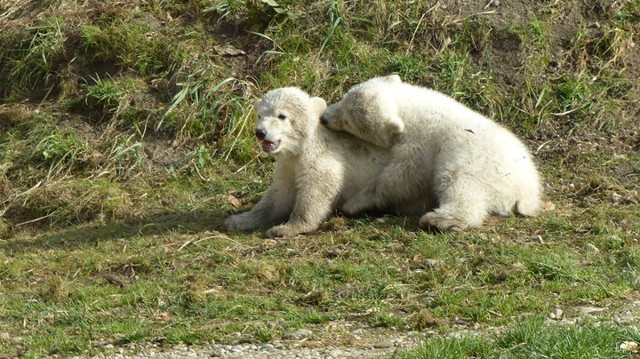 Tierpark Hellabrunn 2014