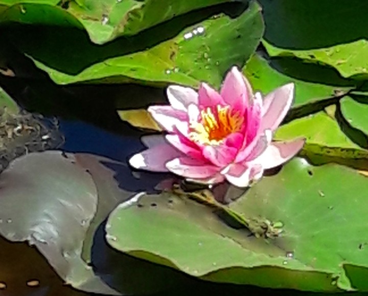 Seerose
