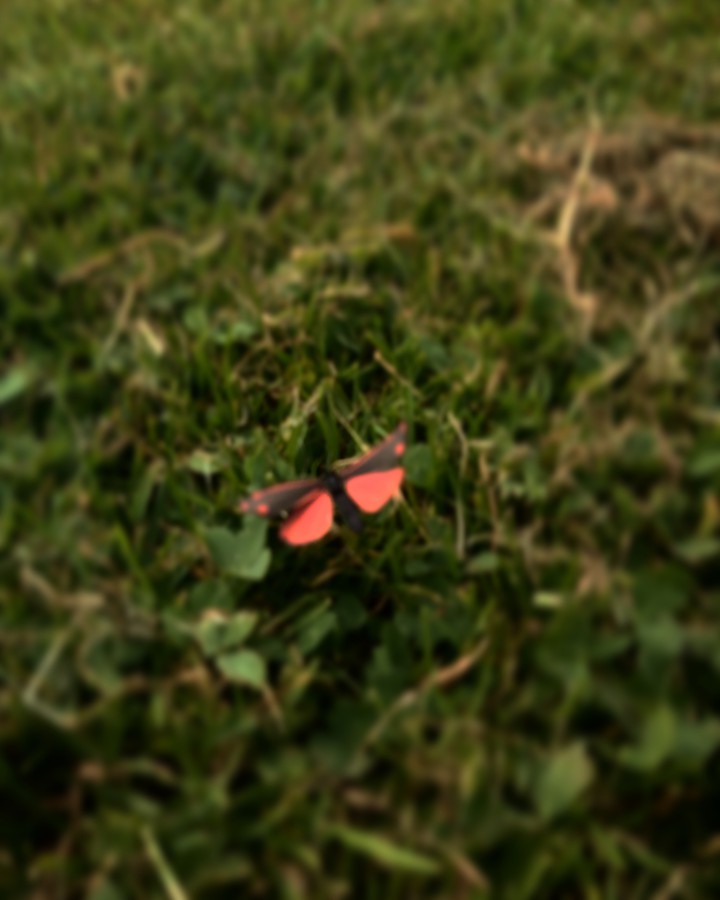 Small Beauty