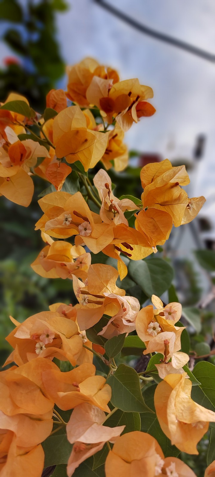 nature#ashok