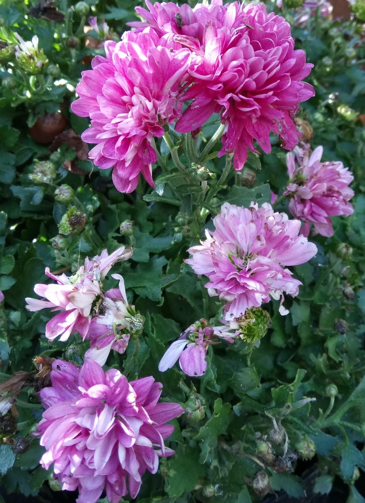 flower