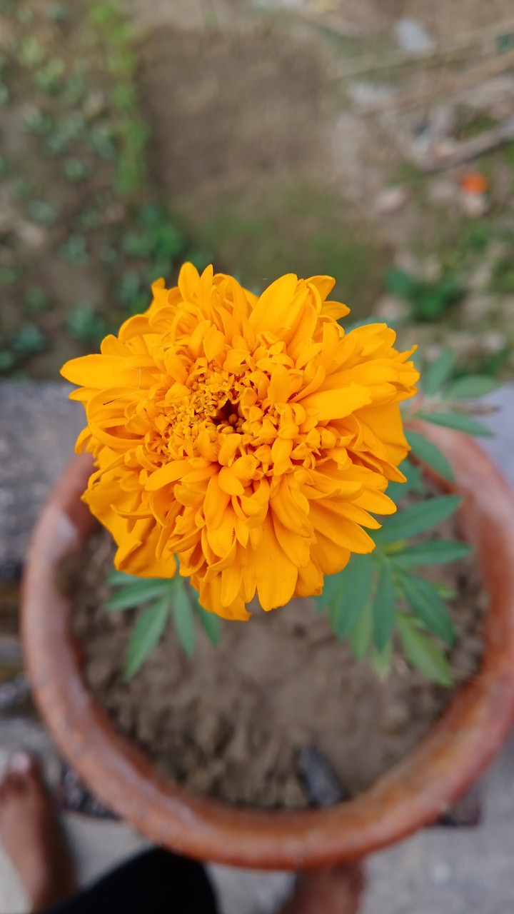 Orange Marigold