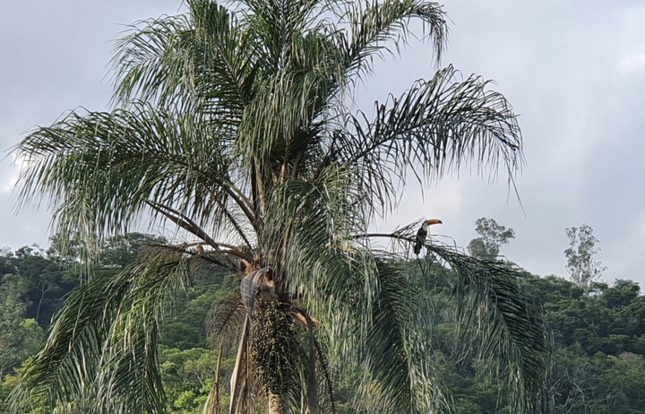 tucano