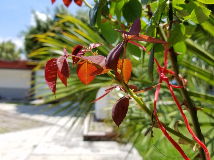 PLANTA DE ROSA, TAXCO EL VIEJO, GRO