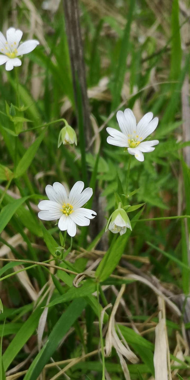 Große Sternmiere