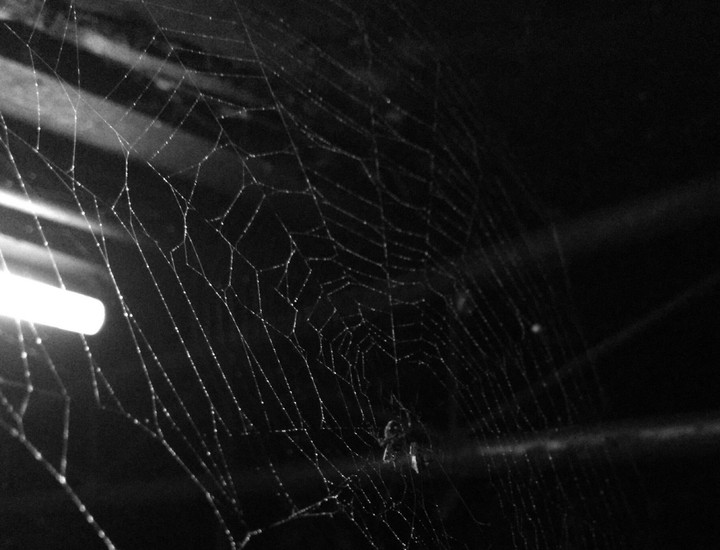 web of pearl
