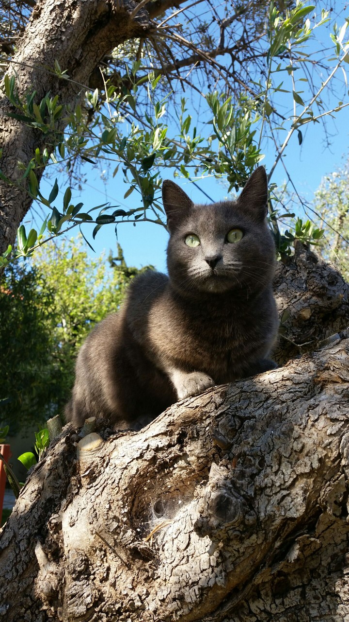 greyzie cat