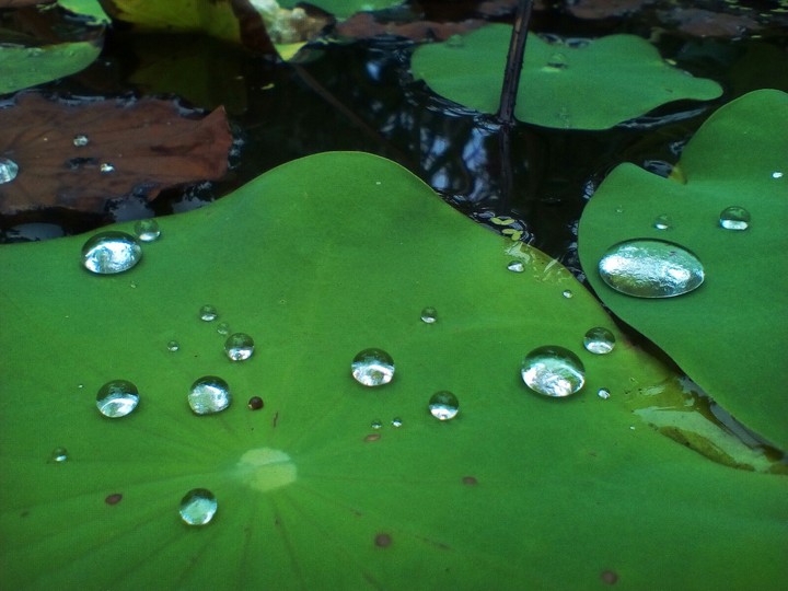 dew drop after the rain