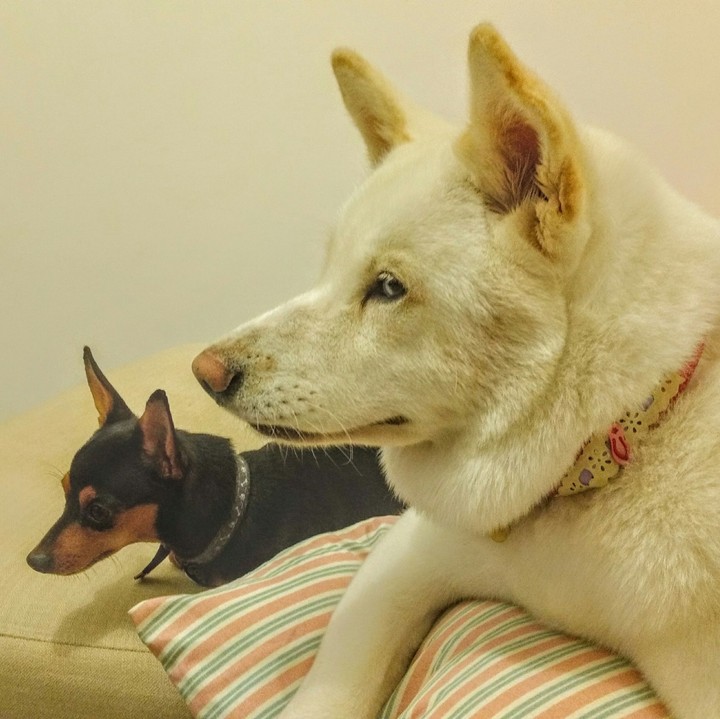 The Akita and the Pinscher