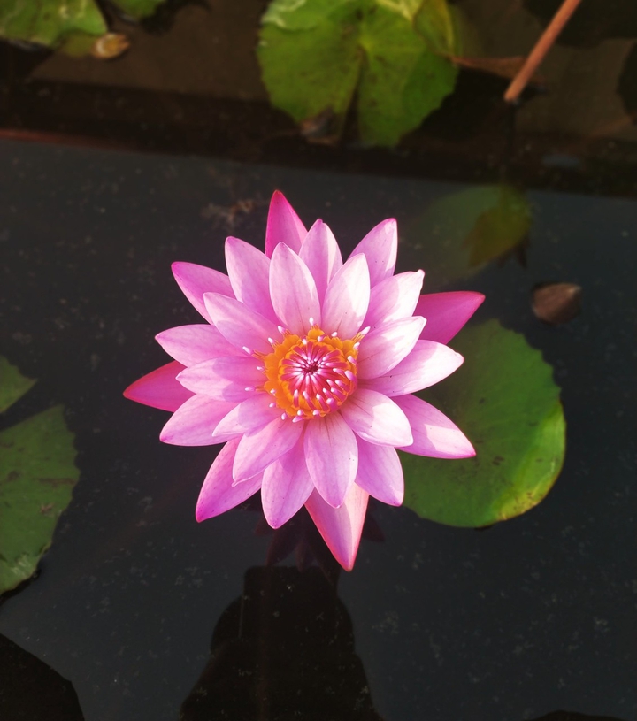 lotus flower