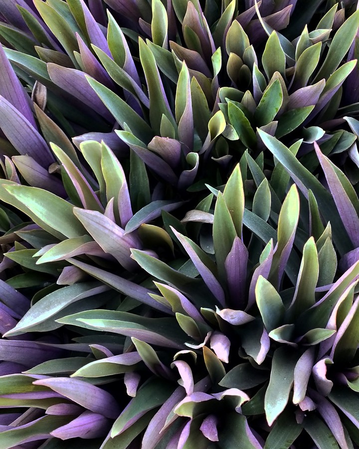 50 shades of purple