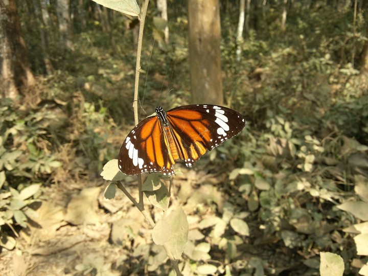 Butterfly