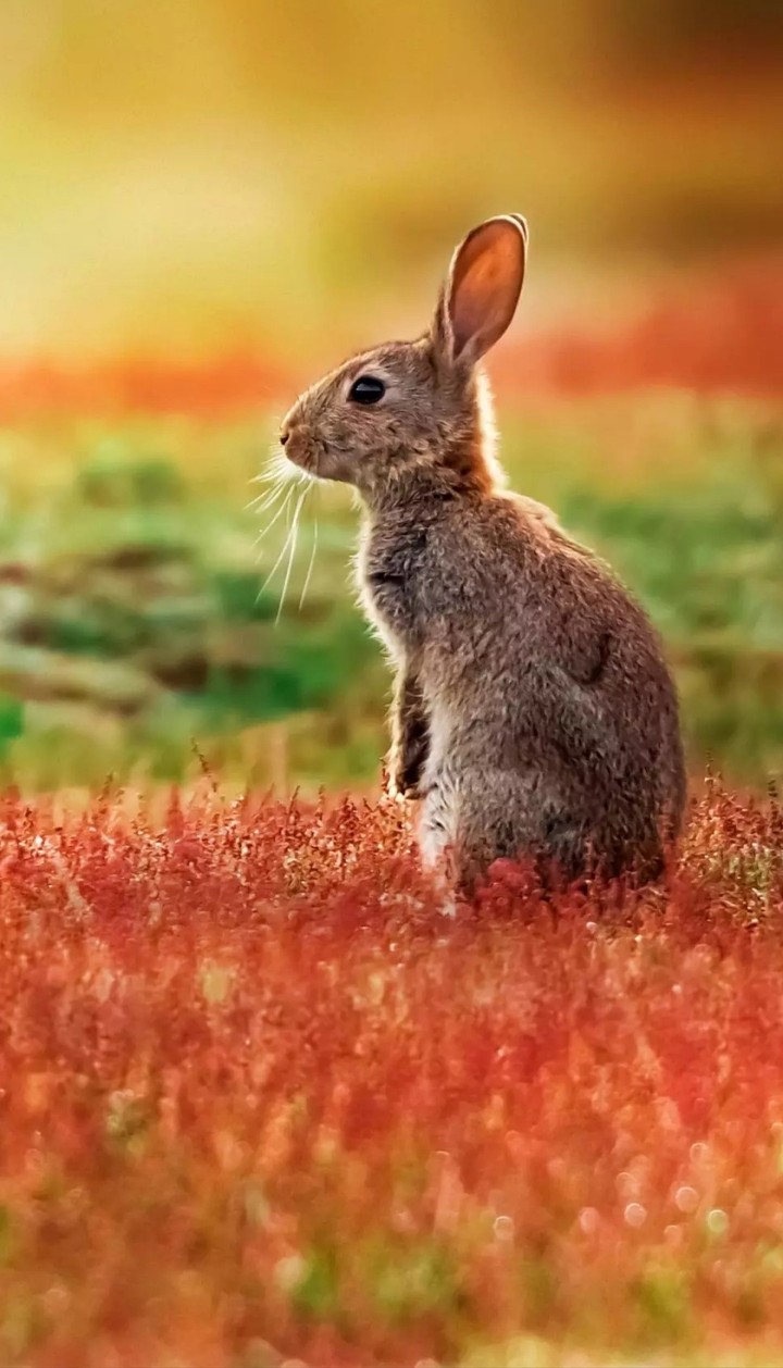 Bunny