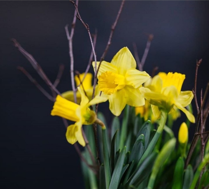 Narcissus