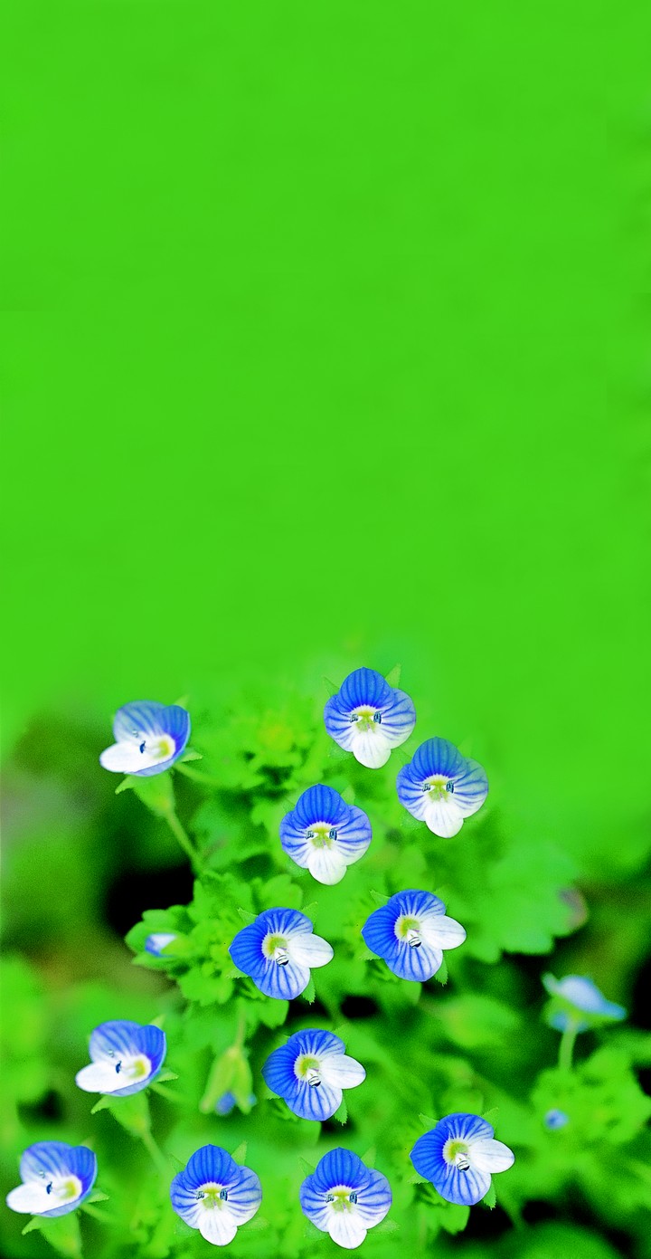 꽃이미지