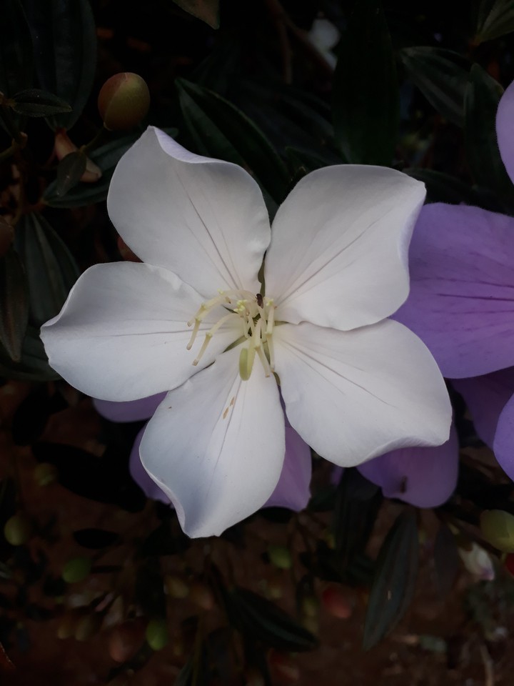 flores
