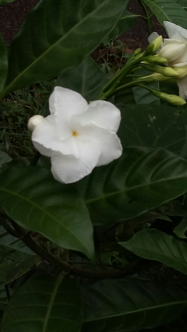 white flower