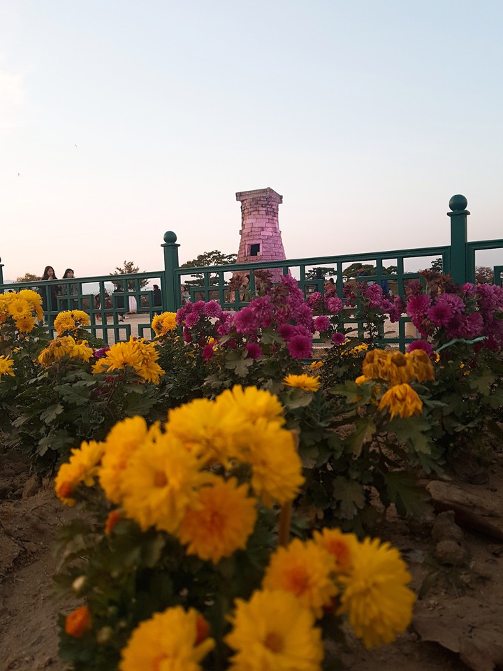 첨성대의 꽃