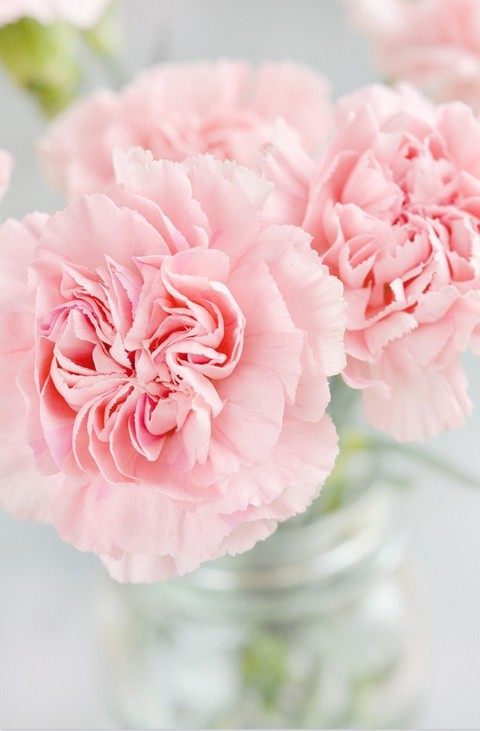 Pink flower
