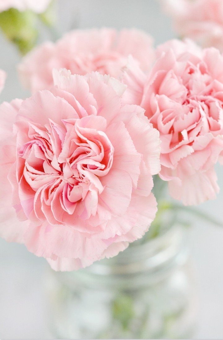 Pink flower