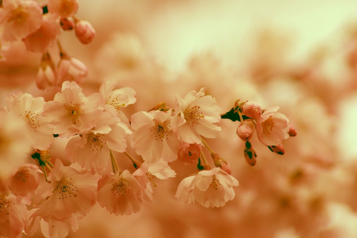flowers.....
