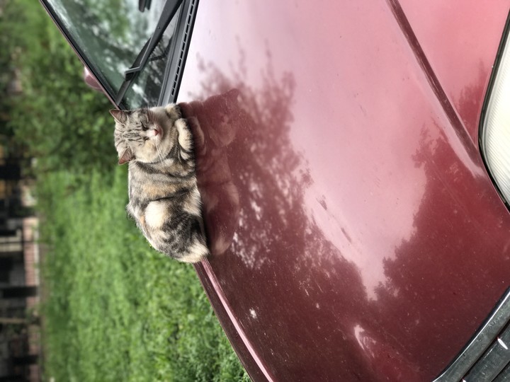 cat