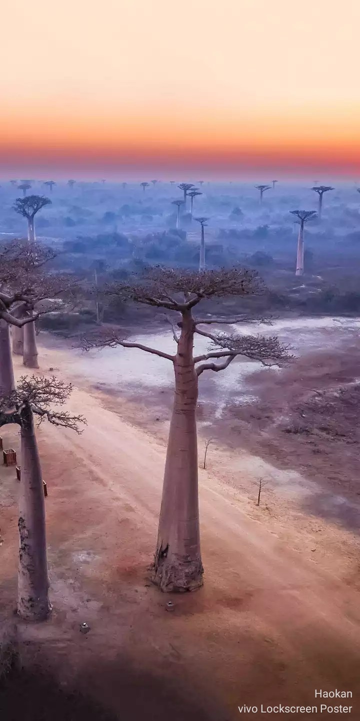 Sunset Jungle
