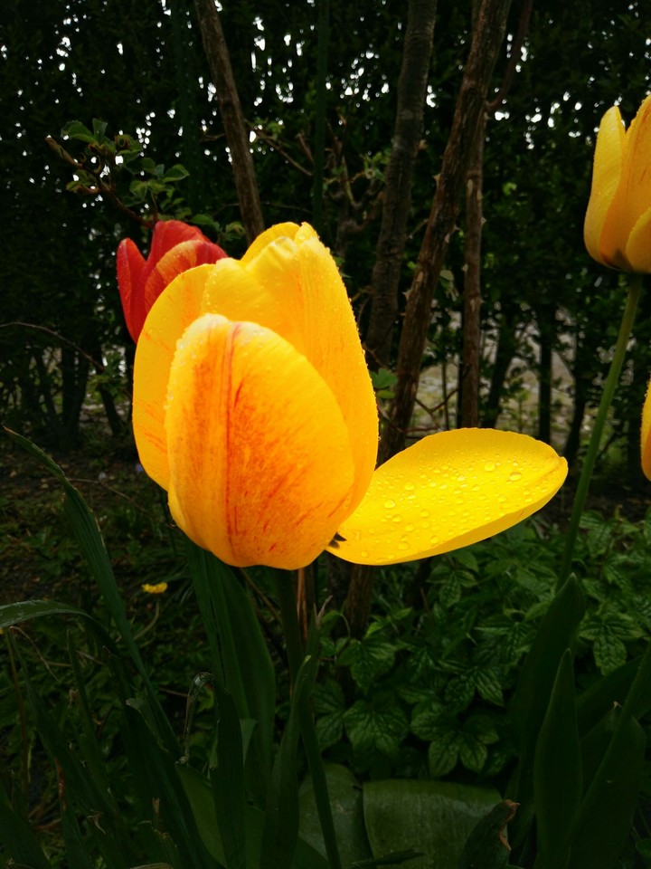 Tulip in the rain