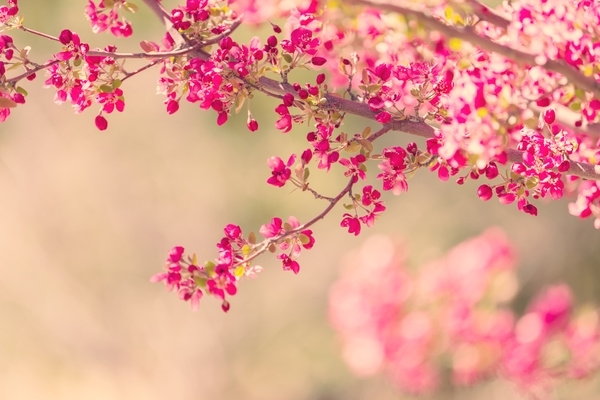 گوڵی داریبەر.....tree flowers
