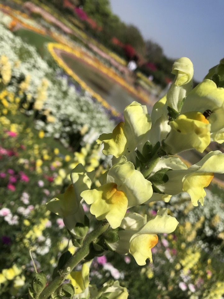 love for flowers