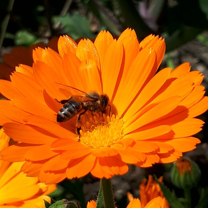 flower