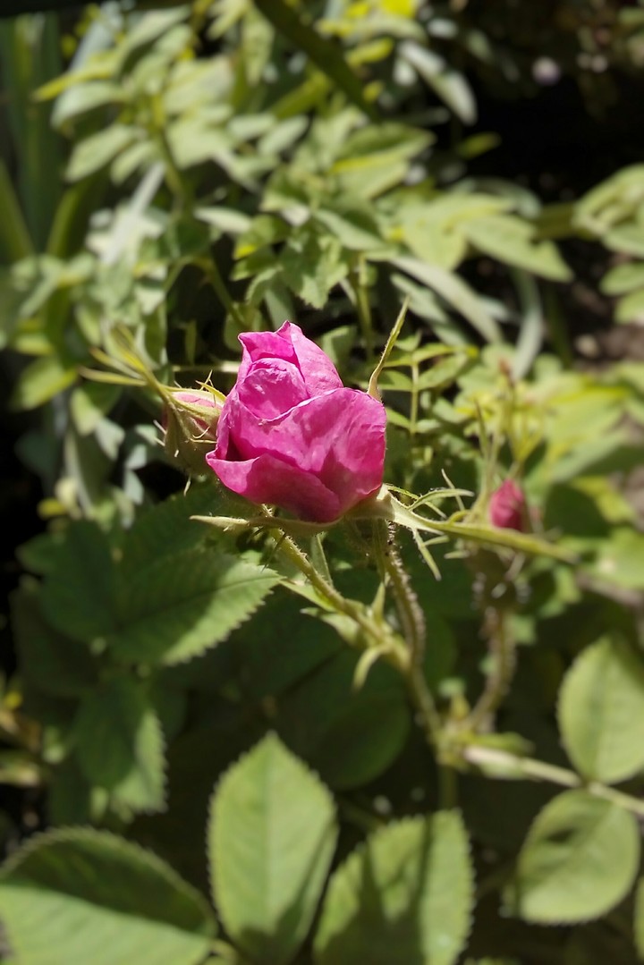 Rose
