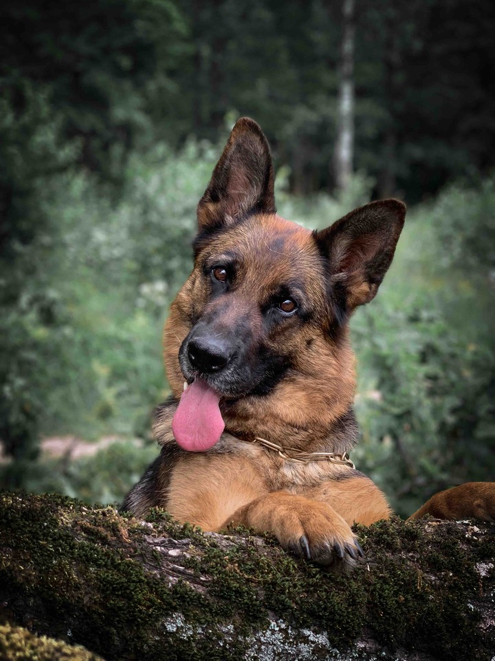 German shepherd dog