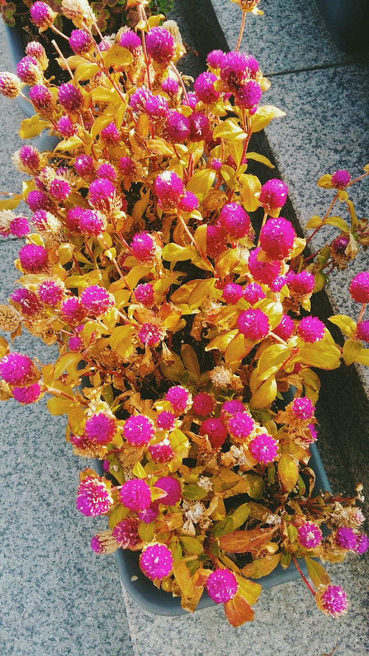 purple flowers