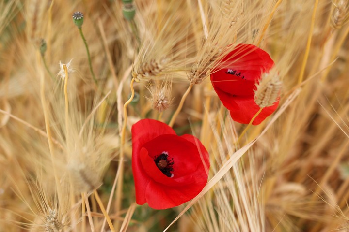 양귀비꽃.여름꽃.summer.flower