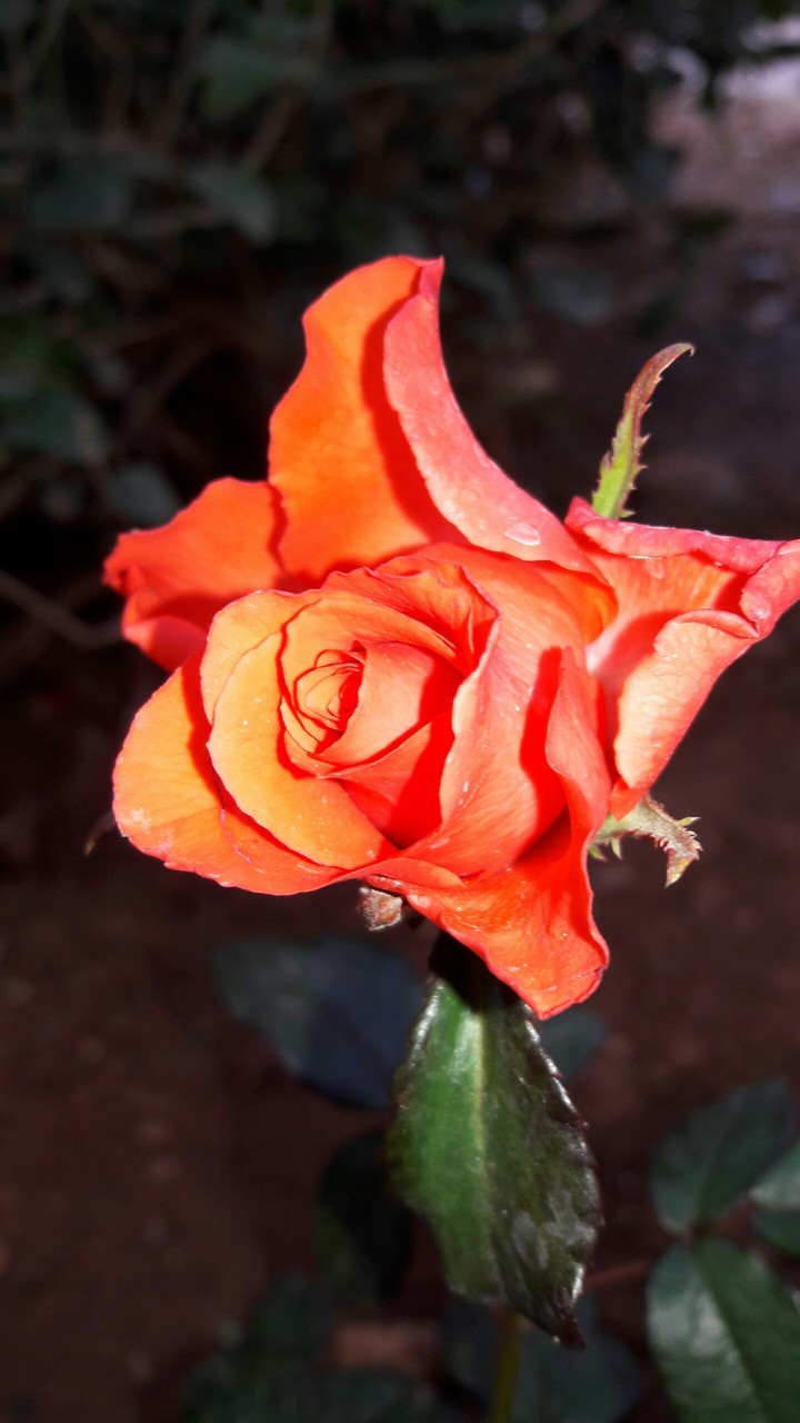 Rose