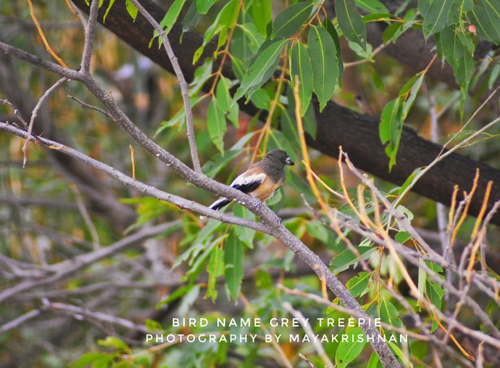 Grey Treepie