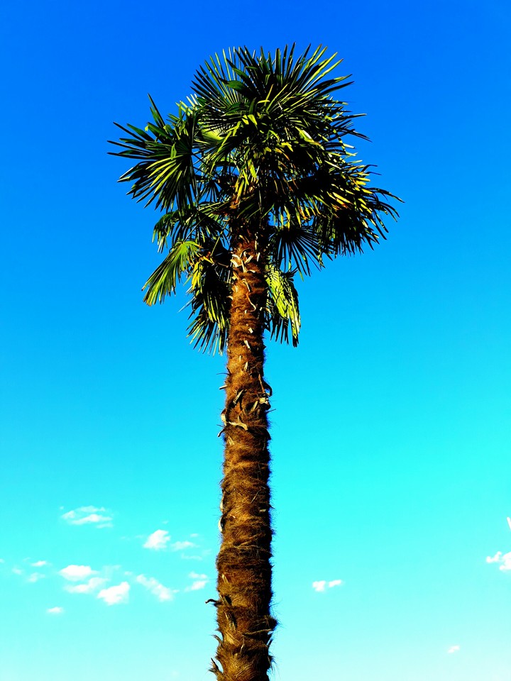 tree