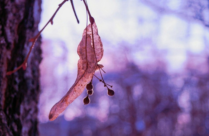 winter joy