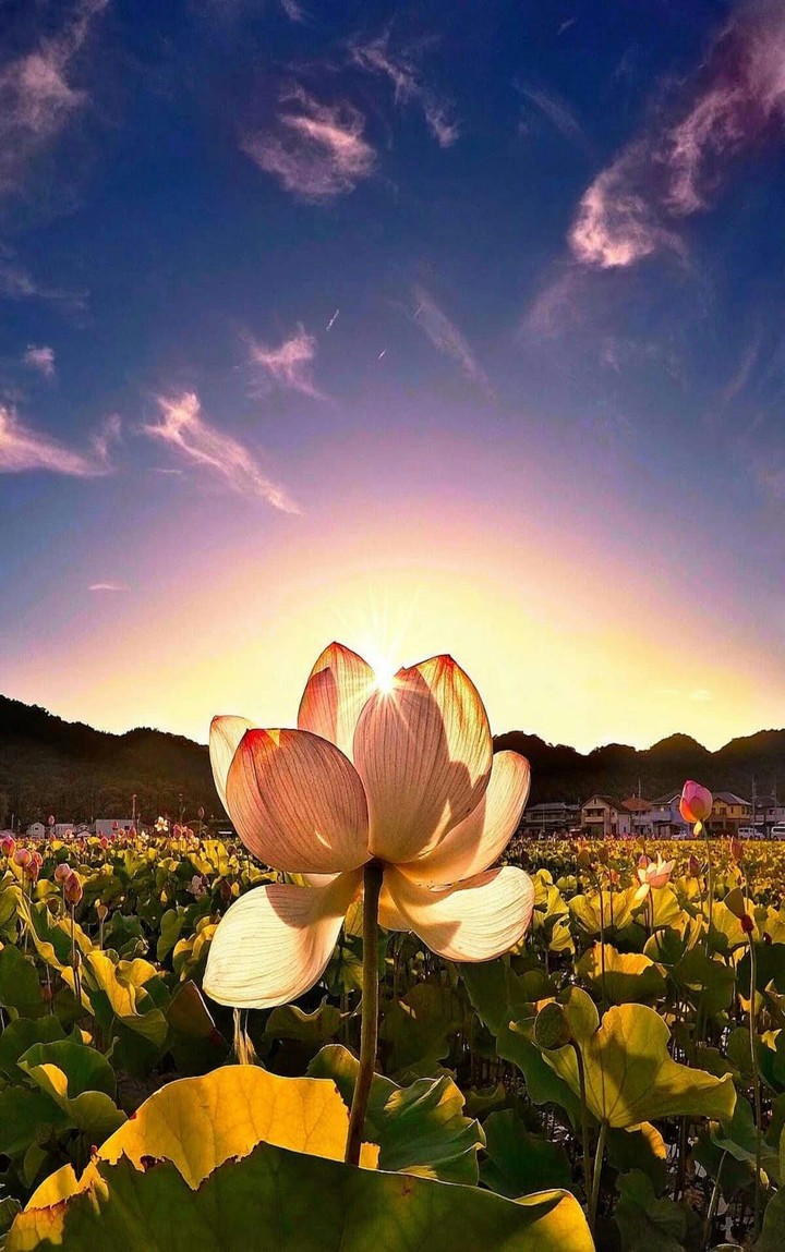 amanecer