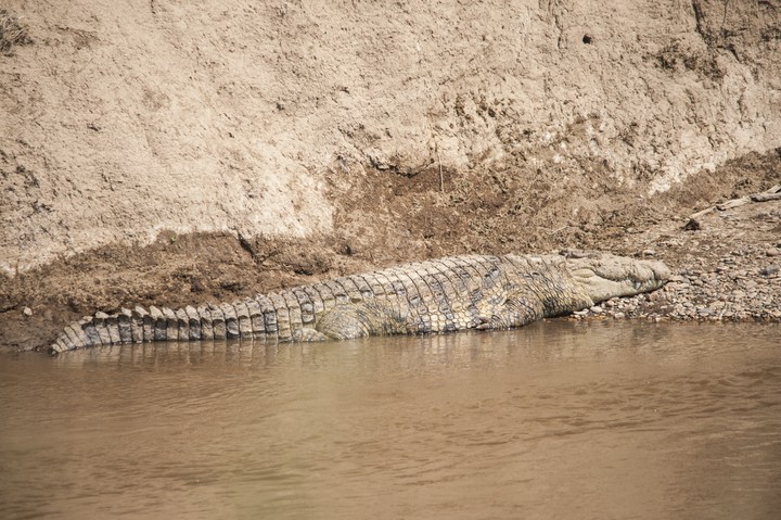 Animal