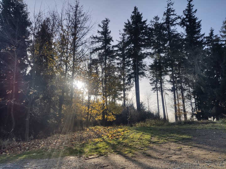 Sun Shine wood