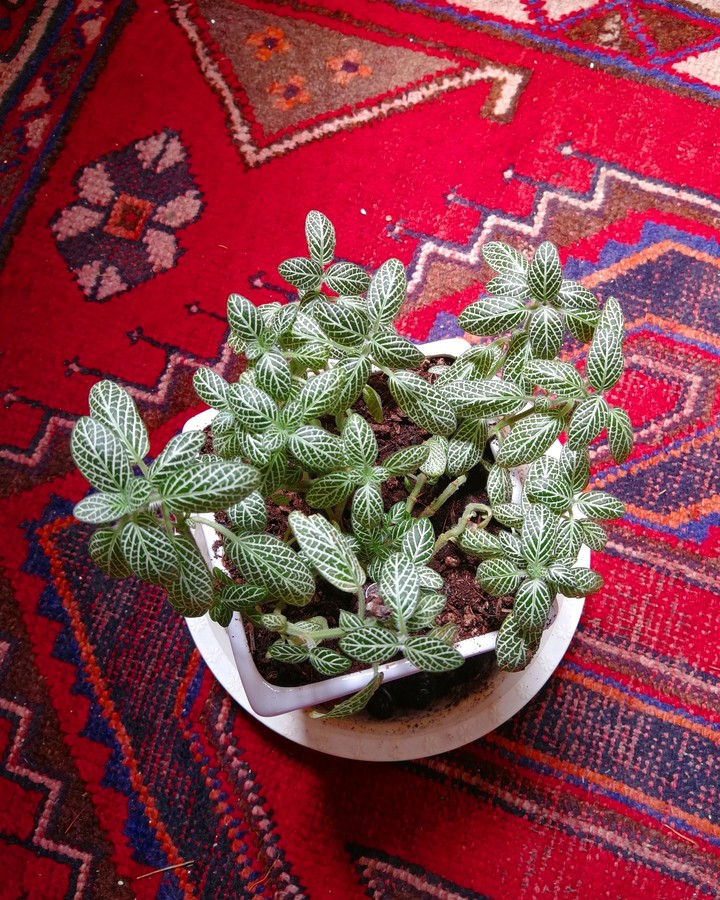 fittonia