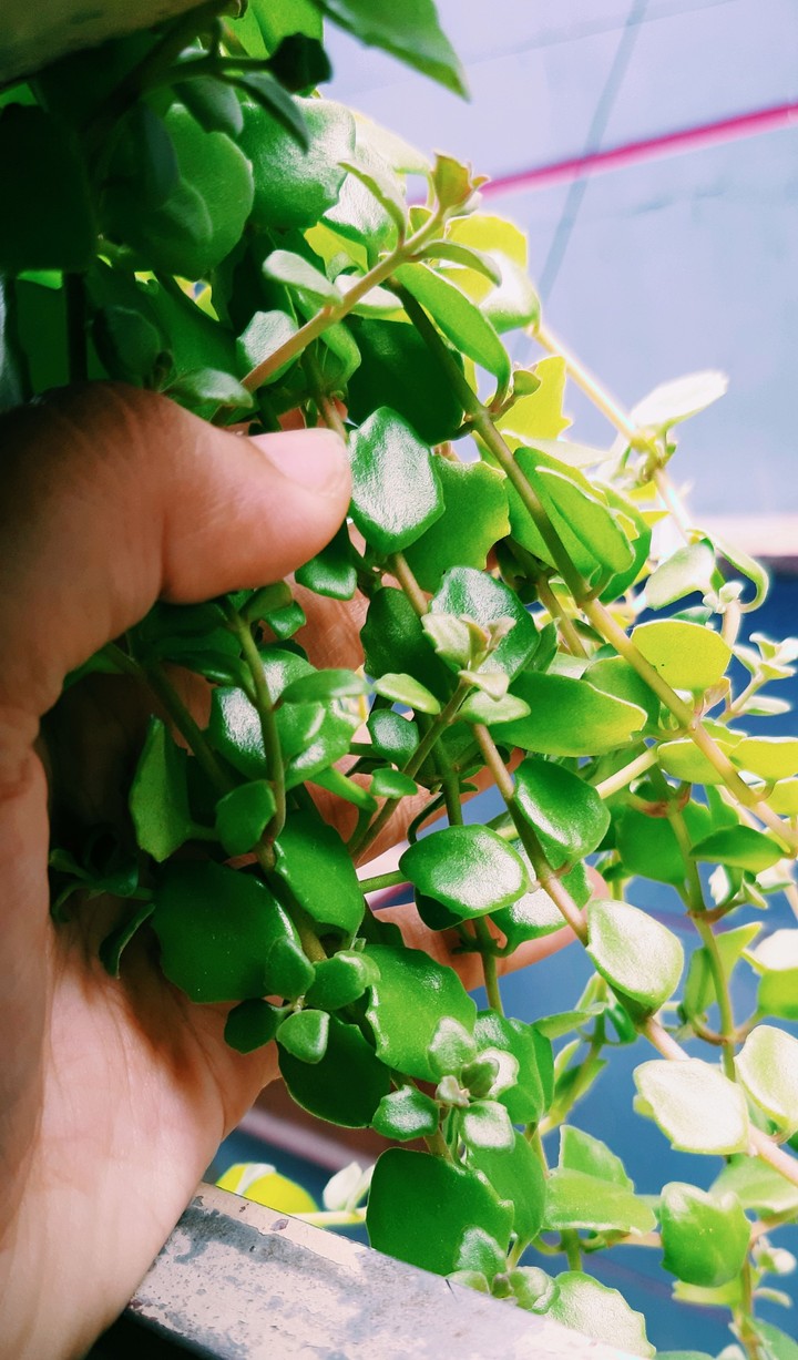 Green leaf