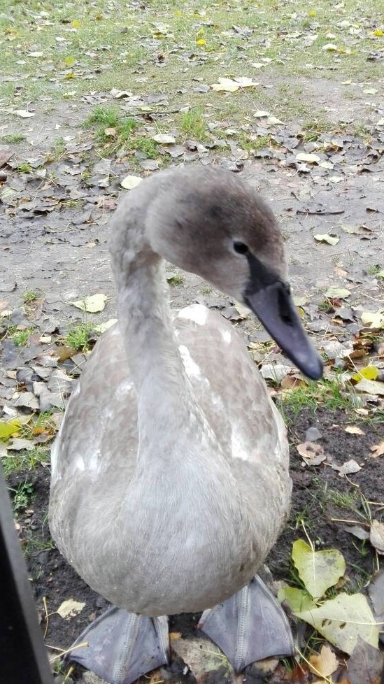Little Swan