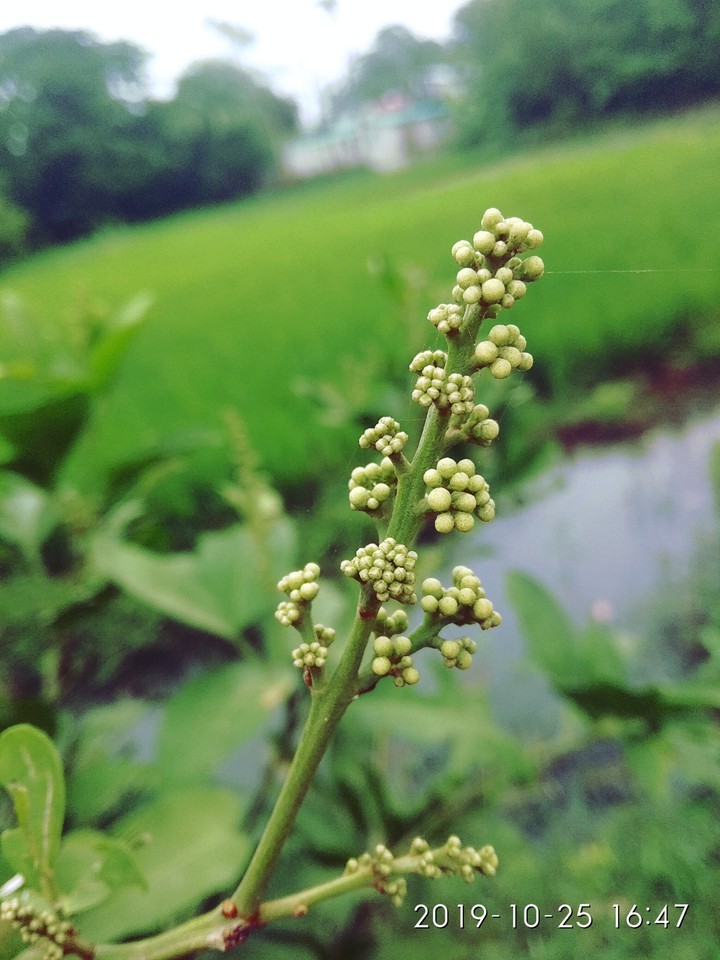 green village