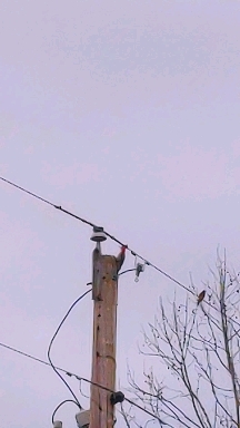 Woodpecker