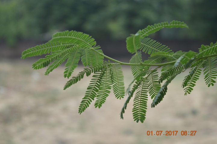 Beauty Of nature.